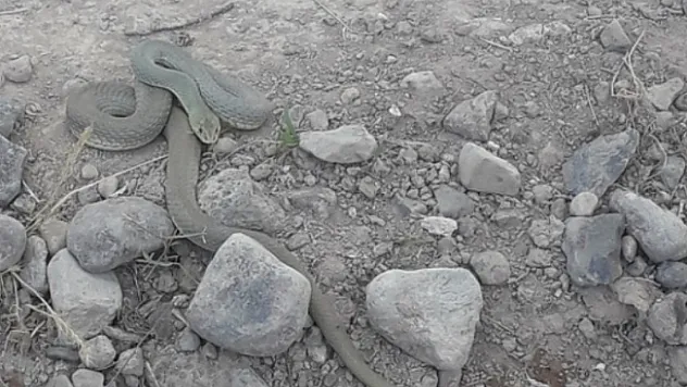 Malatya'da yılan uyarısı! Vatandaşlar tedirgin!...