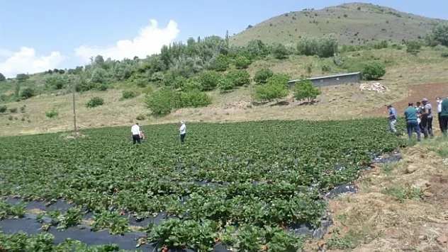 Meteoroloji bu defa çiftçileri uyardı! O saatlerde ilaçlama ve sulama yapmayın!
