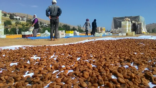 'Sarı'nın kahverengine yolculuğu