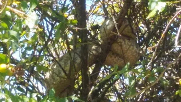 Dünyanın en zehirli yılanlarından koca engerek Malatya'da görüldü