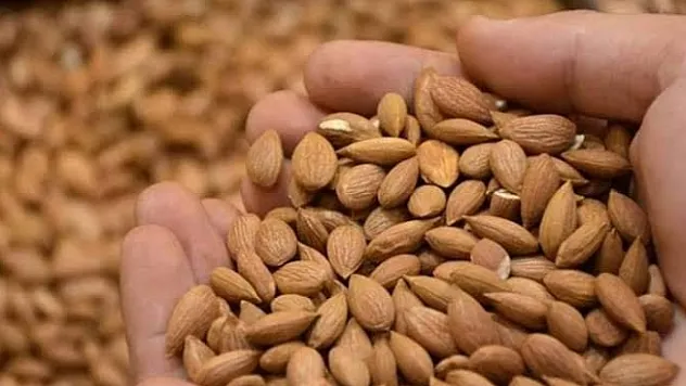 Kayısı çekirdeği 'Güvenli Bitkiler' listesinde