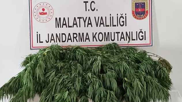 Malatya'da 2 bin 200 kök kenevir ele geçirildi