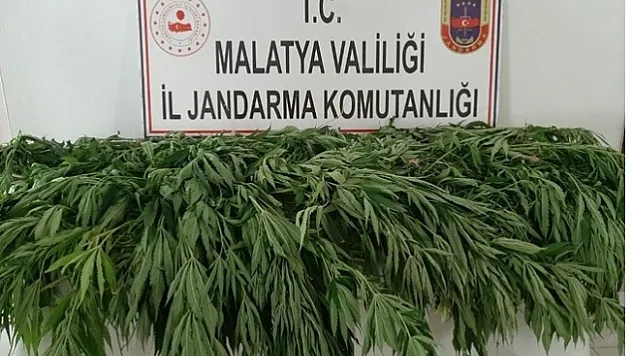 Malatya'da uyuşturucuya darbe: 530 kök kenevir ele geçirdi
