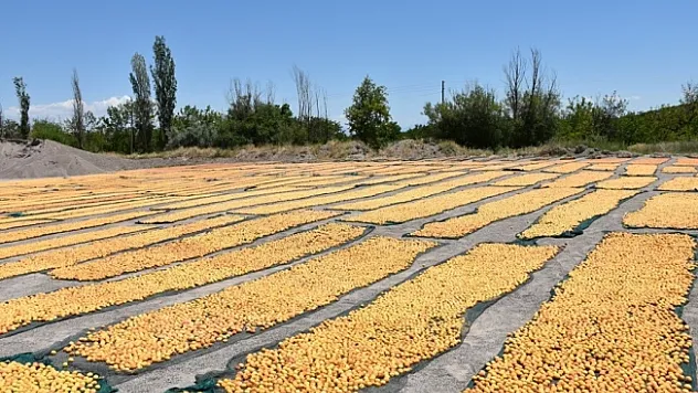 &quotSarı altın&quot hasadının sonuna gelindi