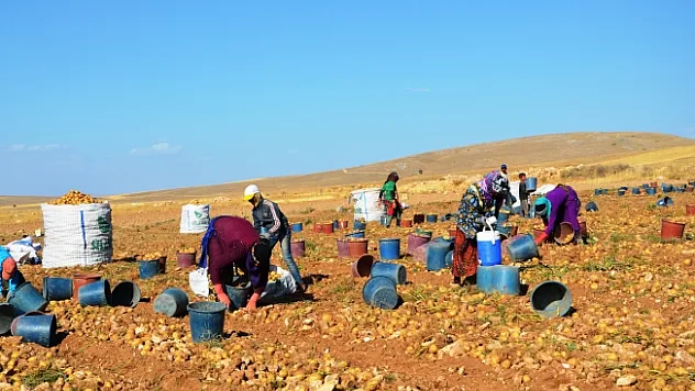 Kayısının başkenti Malatya'da patates hasadı başladı
