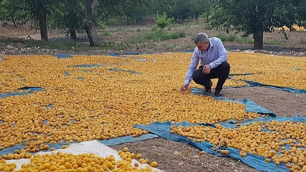  Kayısı da ihracat düştü, gelir yükseldi  