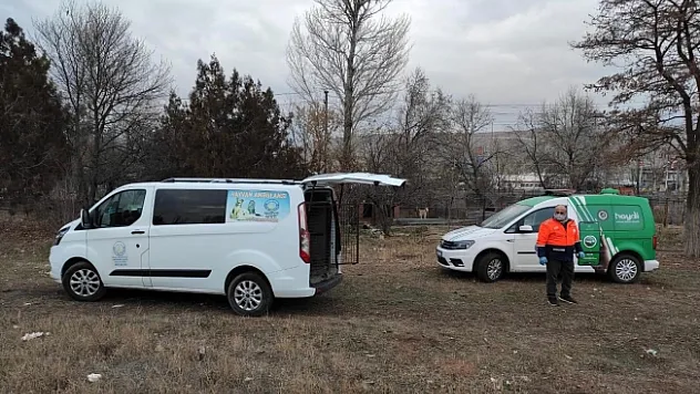 Köpek dövüştüren şahsa 26 bin TL para cezası
