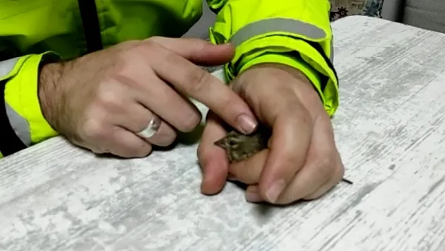 Donmak üzere olan serçeye polis şefkati