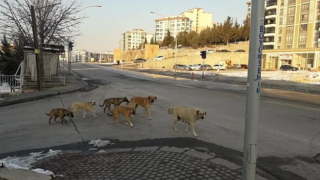 Malatya'da dehşet! Sokak köpeklerinin saldırısına uğradı