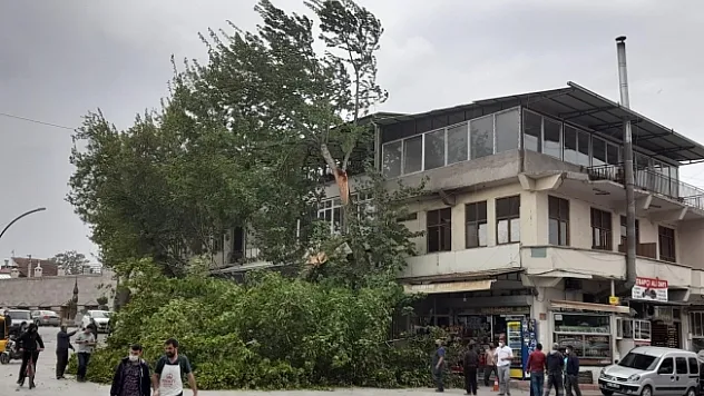 Malatya'da şiddetli rüzgar ağaçları devirdi