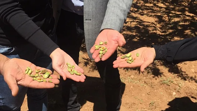 Darende'de çiftçilerin don mağduriyeti