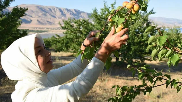 Kayısı başkenti'nde hasat başladı