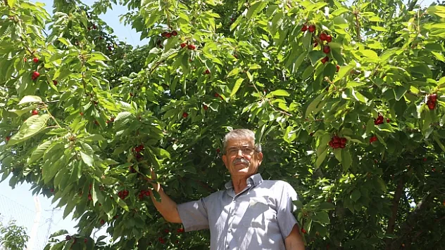 Kirazda rekolte yüzde 90 seviyesinde düştü! Üretici kara kara düşünüyor!