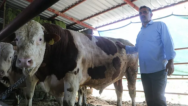 Tonluk kurbanlıklar görücüye çıktı! otomobil fiyatına satılıyor...