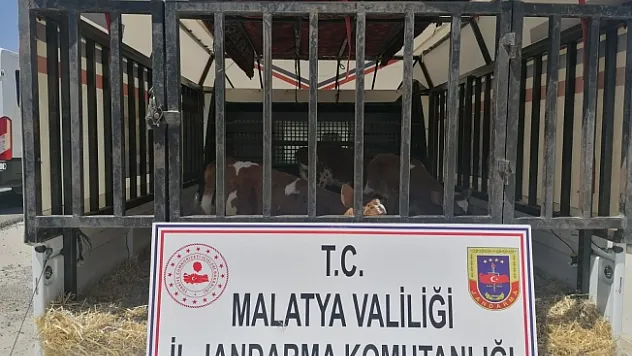Hayvan hırsızları jandarmadan kaçamadı: 2 gözaltı