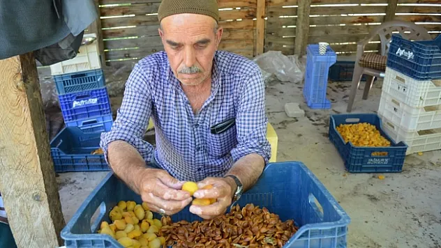 Haziran ayında başlayan kayısı hasadı sona erdi! Patik dönemi başladı…