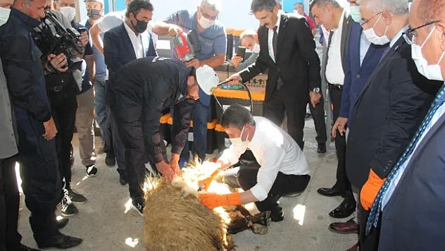 Malatya Valisi Aydın Baruş, koyun kırktı