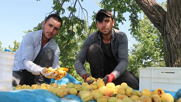 Mevsimlik işçilerin sıcak havada zorlu mesaisi sürüyor