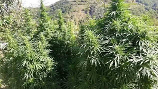 Jandarmadan dev kenevir operayonu: 3 gözaltı!