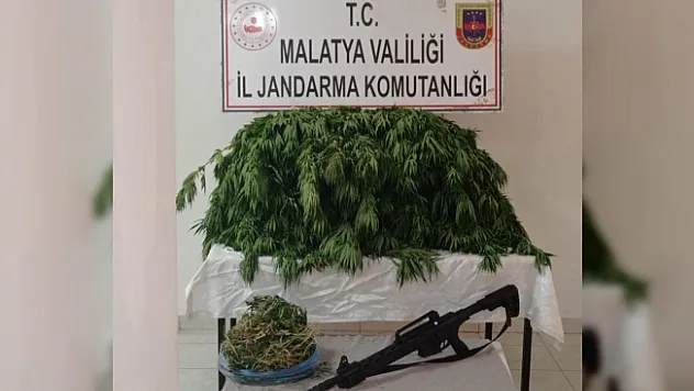 Kayısı bahçesine hint keneviri eken şahıs yakalandı