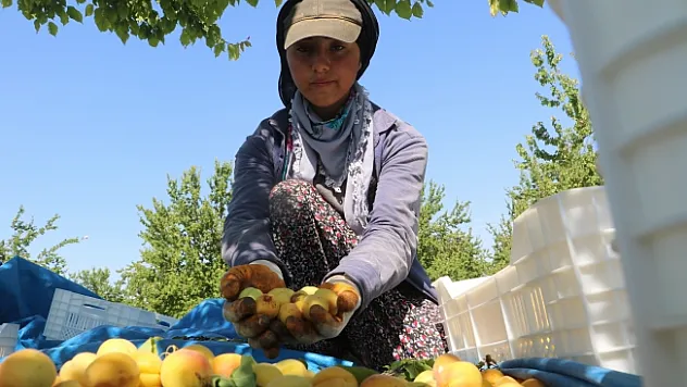 Malatyalılardan &quotkayısı bizim&quot tepkisi