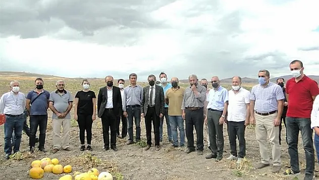 Arguvan'da çerezlik kabak hasadına başlandı
