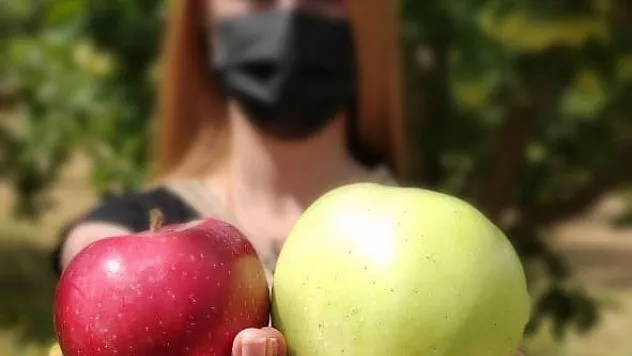 Doğanşehir elmasının hasadı başladı! Çiftçiler soğuk hava deposu istiyor!