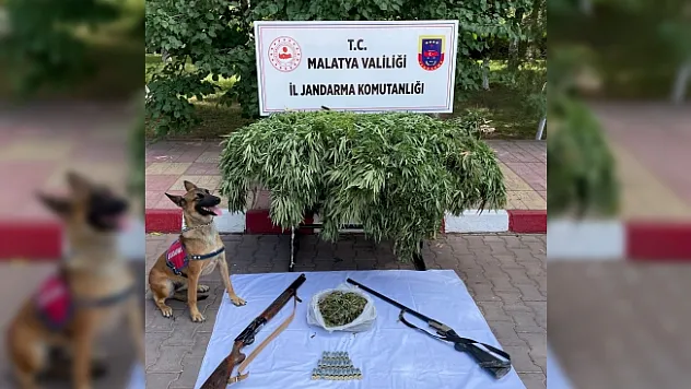 Malatya'da kenevir operasyonu! Çok sayıda uyuşturucu madde ele geçti!