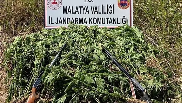 Malatya jandarmasından kenevir operasyonu!