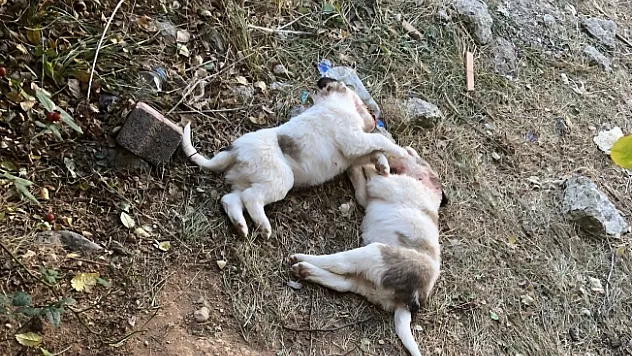 Böyle vahşet görülmedi! Köpekleri öldürüp parçaladılar!