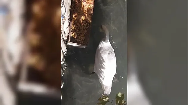 Gagası ile balıkları besleyen kuğu görenleri şaşırttı
