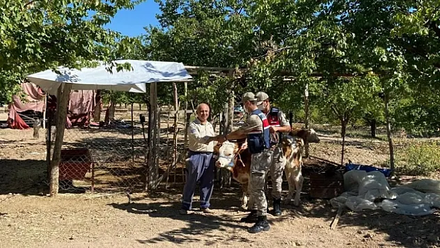 Kayıp inekler drone ile bulundu! Sahibine teslim edildi