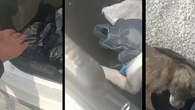Köpekleri poşetleyip bagaja koyan çalışanın iş akdi feshedildi!