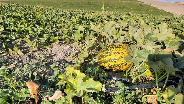 Narmikan Kavunu'nda hasat başladı