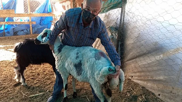 Sokak köpekleri koyunlara saldırdı!