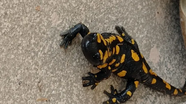 Plastik sandı canlı çıktı