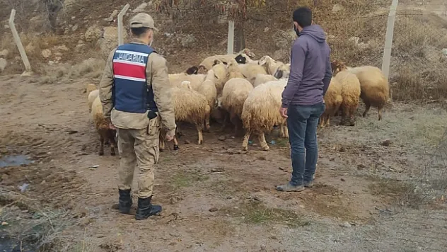  Kayıp 31 koyunu jandarma buldu  