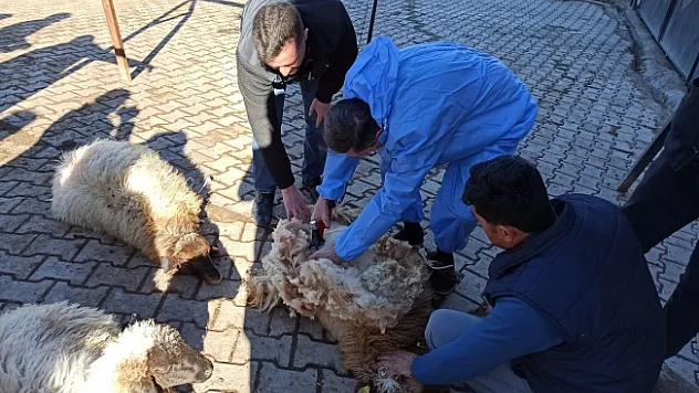 Malatya'da koyun kırkma eğitimi