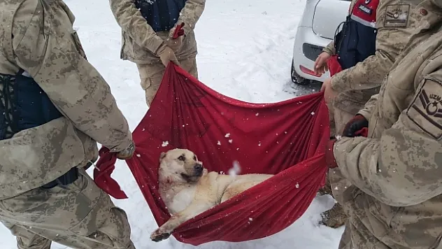 Karda yaralı halde bulunan köpeğe jandarma şefkati