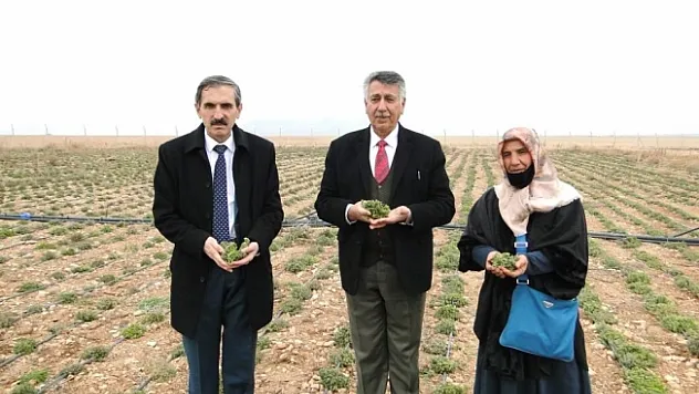 Kekik üreten kadınlar, hasat edilmeden pazar buldu