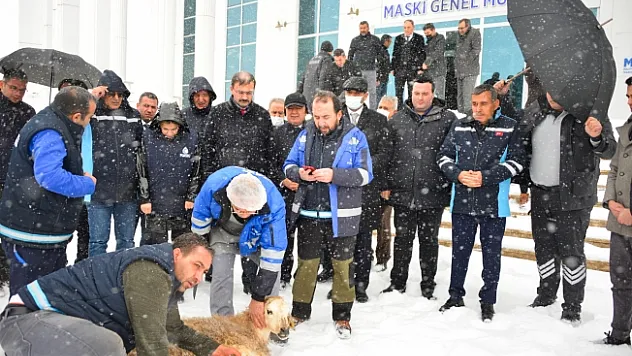 MASKİ, şükür kurbanı kesti