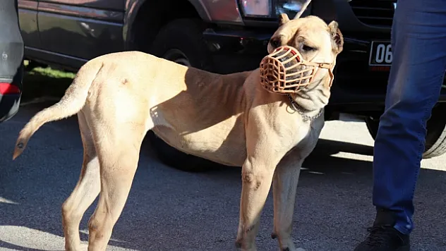 Yasaklı köpek ırkları için son güne girildi