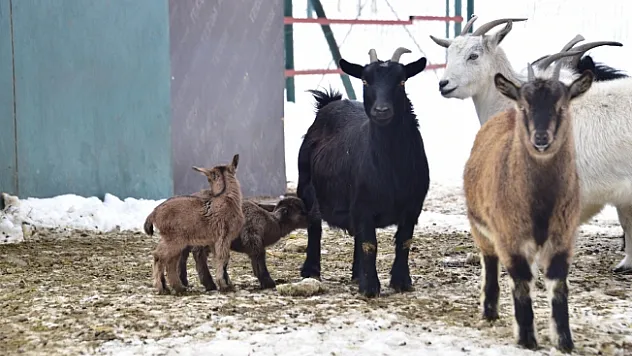 Hayvanat Bahçesi yeni doğmuş üyeleriyle ziyaretçilerini bekliyor