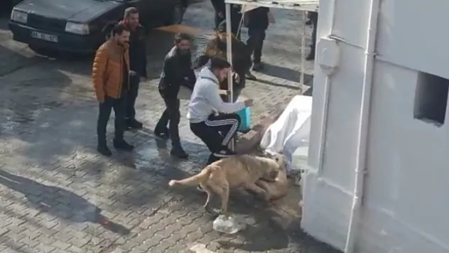 Kavgada gözü dönen köpeklere tekmeli müdahale