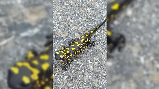 Nesli tükeniyor... Malatya'da görüldü!