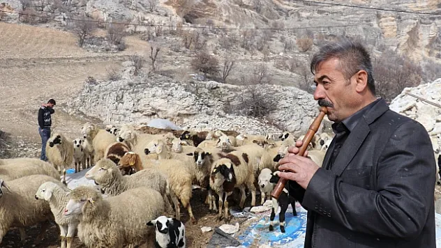 Bin 700 metre rakımdaki sürülerin kaval keyfi