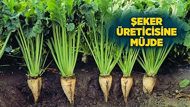 TÜRKŞEKER pancar avans fiyatını artırdı