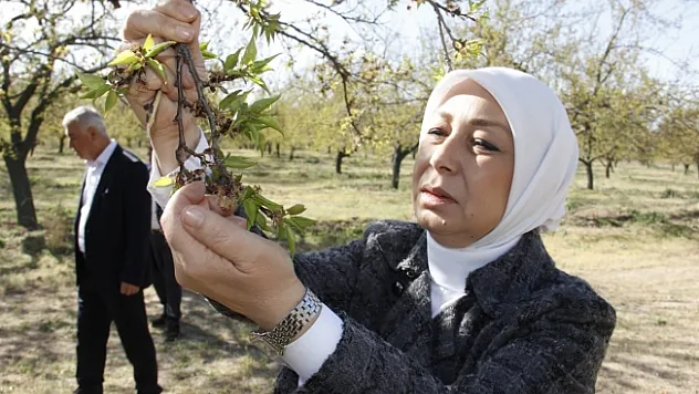 Çalık: Malatya'da zirai don nedeniyle hasar tespit çalışmaları başladı
