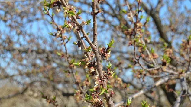 Kayısıda hasar tespiti ay sonunda tamamlanacak