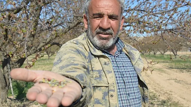 Malatya'da kayısıyı don vurdu... Üretici kara kara düşünüyor!